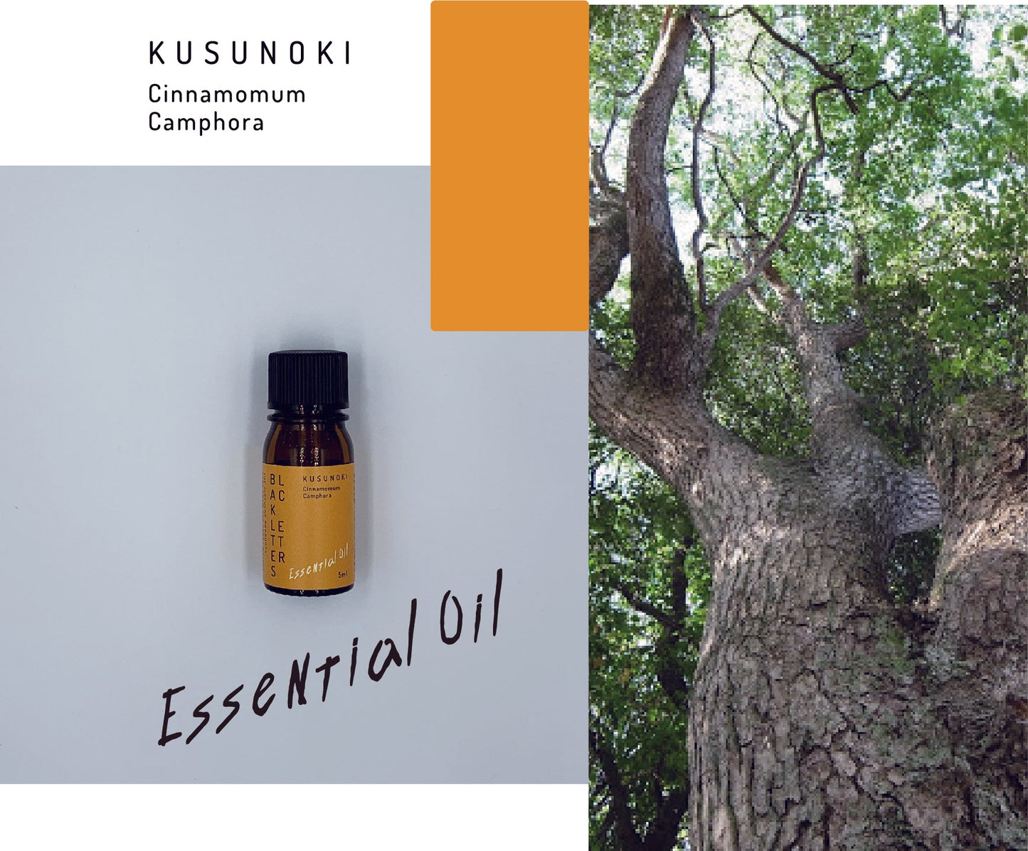 エッセンシャルオイル  クスノキ 5ml