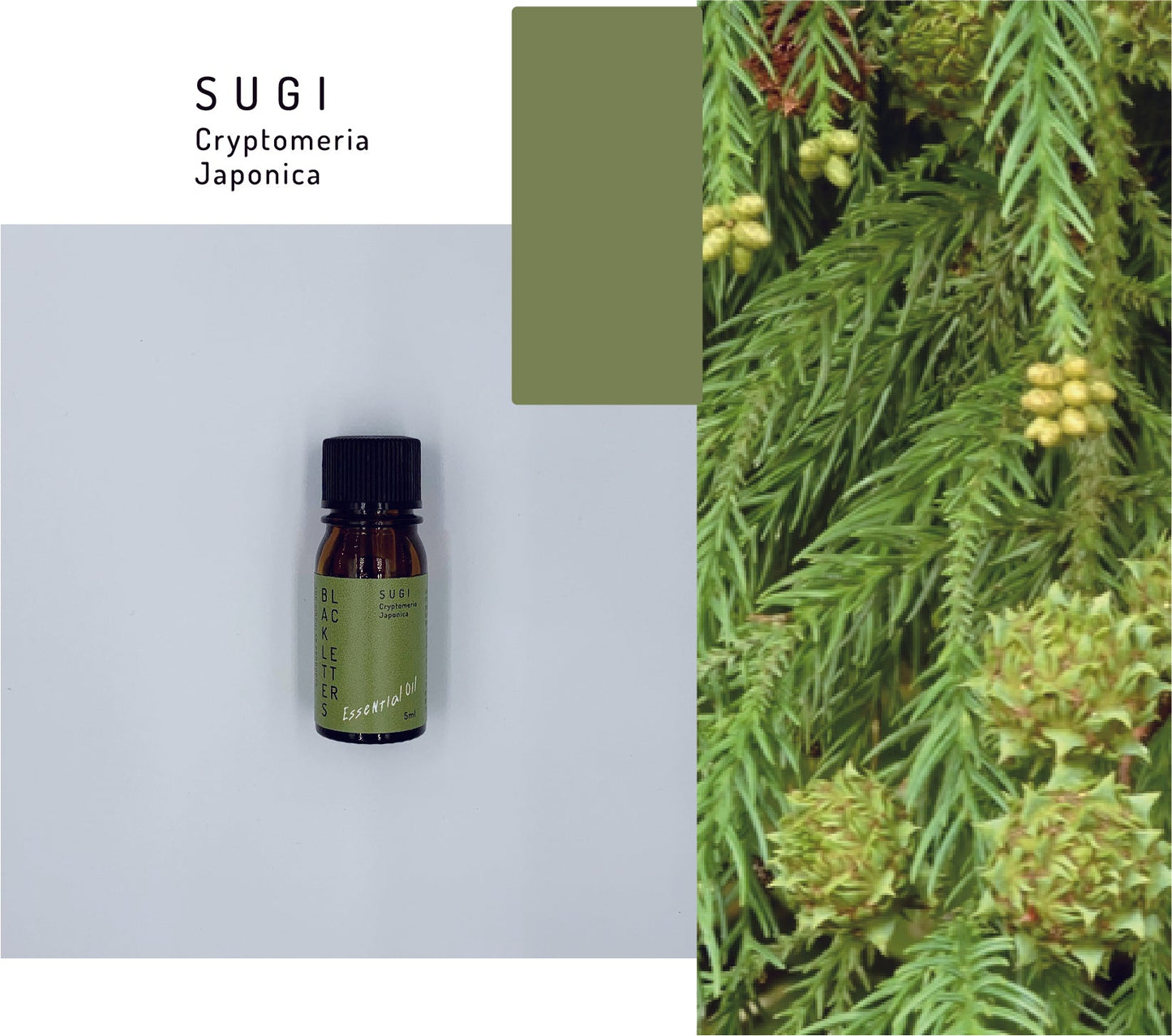 エッセンシャルオイル  スギ 5ml